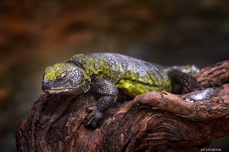 Discover the 10 Most Stunning Uromastyx Species, Morphs, and Color Variations