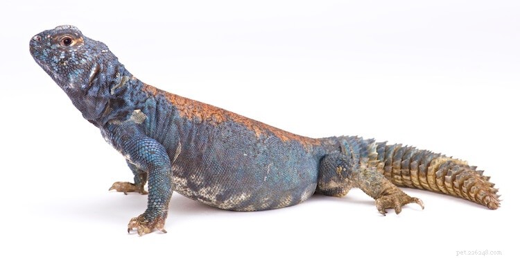 Discover the 10 Most Stunning Uromastyx Species, Morphs, and Color Variations