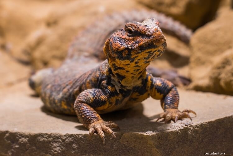 Discover the 10 Most Stunning Uromastyx Species, Morphs, and Color Variations