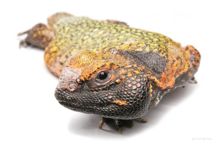 Discover the 10 Most Stunning Uromastyx Species, Morphs, and Color Variations