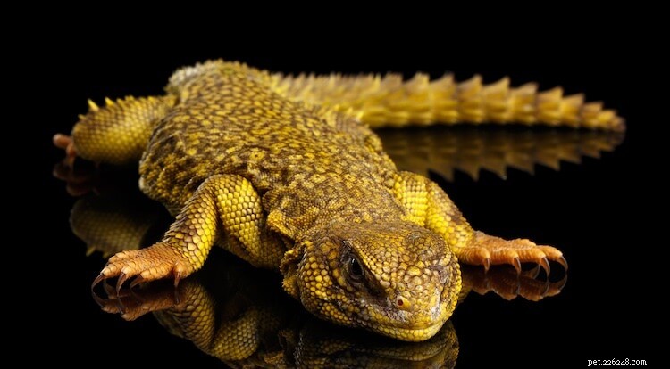 Discover the 10 Most Stunning Uromastyx Species, Morphs, and Color Variations
