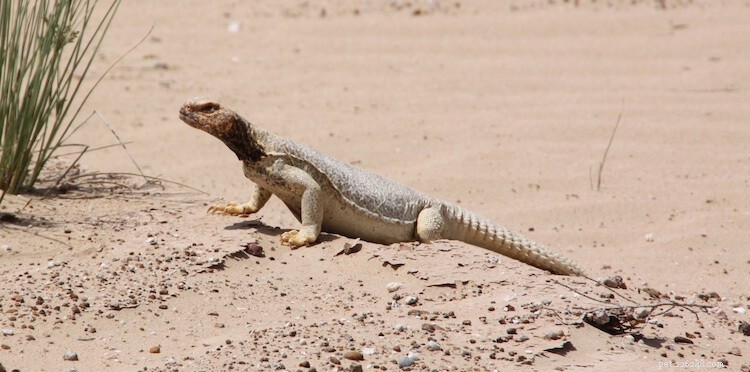 Discover the 10 Most Stunning Uromastyx Species, Morphs, and Color Variations