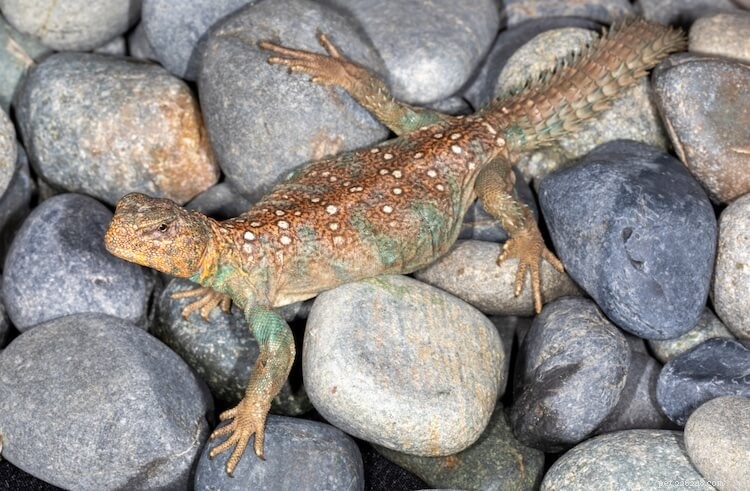 Discover the 10 Most Stunning Uromastyx Species, Morphs, and Color Variations