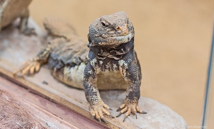 Discover the 10 Most Stunning Uromastyx Species, Morphs, and Color Variations