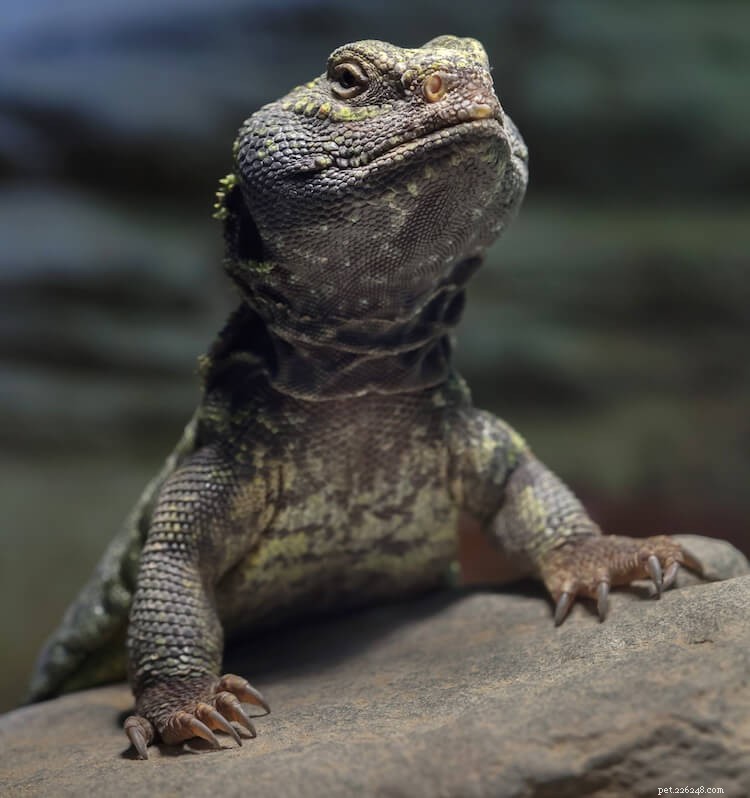 Discover the 10 Most Stunning Uromastyx Species, Morphs, and Color Variations