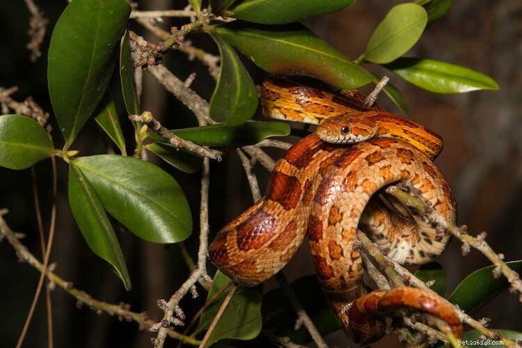 50+ Fascinating Facts About Snakes – The Ultimate Guide