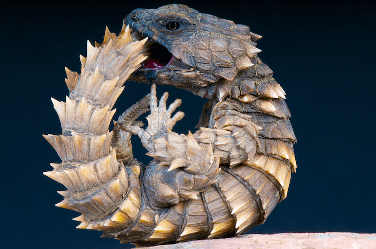 Comprehensive Armadillo Lizard Care Guide: Facts, Price, Lifespan & More