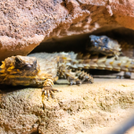 Comprehensive Armadillo Lizard Care Guide: Facts, Price, Lifespan & More