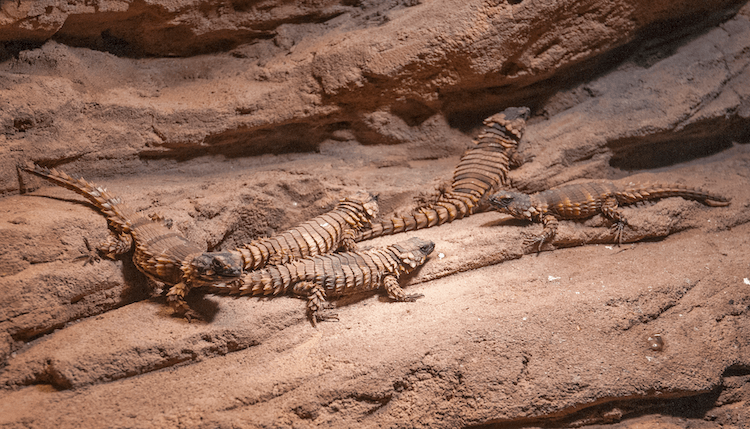 Comprehensive Armadillo Lizard Care Guide: Facts, Price, Lifespan & More