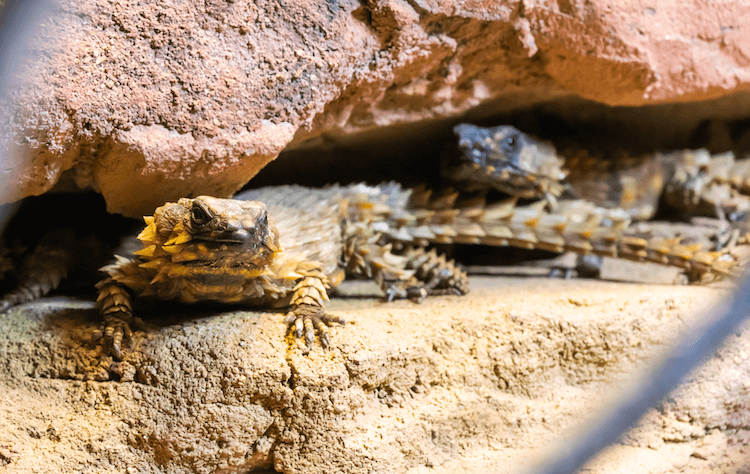 Comprehensive Armadillo Lizard Care Guide: Facts, Price, Lifespan & More