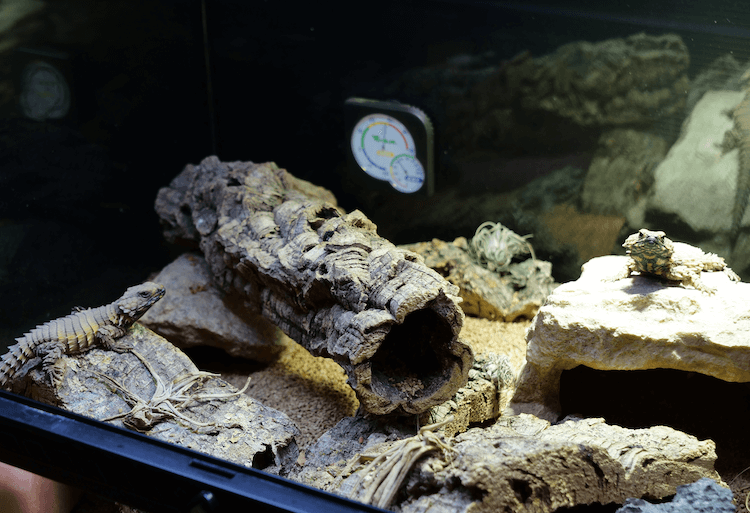 Comprehensive Armadillo Lizard Care Guide: Facts, Price, Lifespan & More