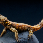 Comprehensive Armadillo Lizard Care Guide: Facts, Price, Lifespan & More