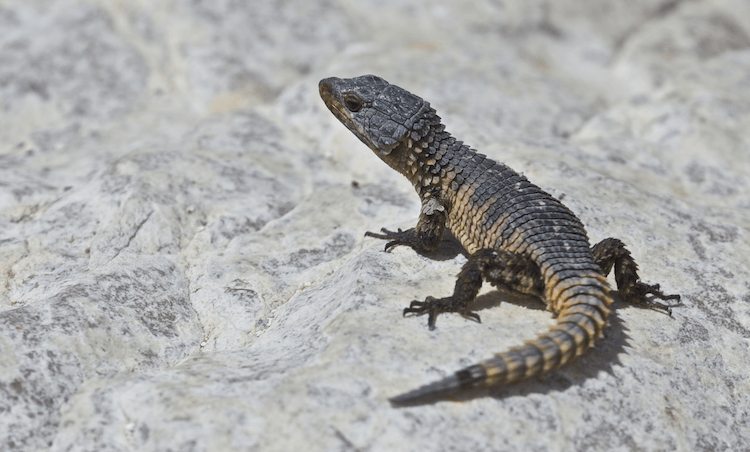 Comprehensive Armadillo Lizard Care Guide: Facts, Price, Lifespan & More