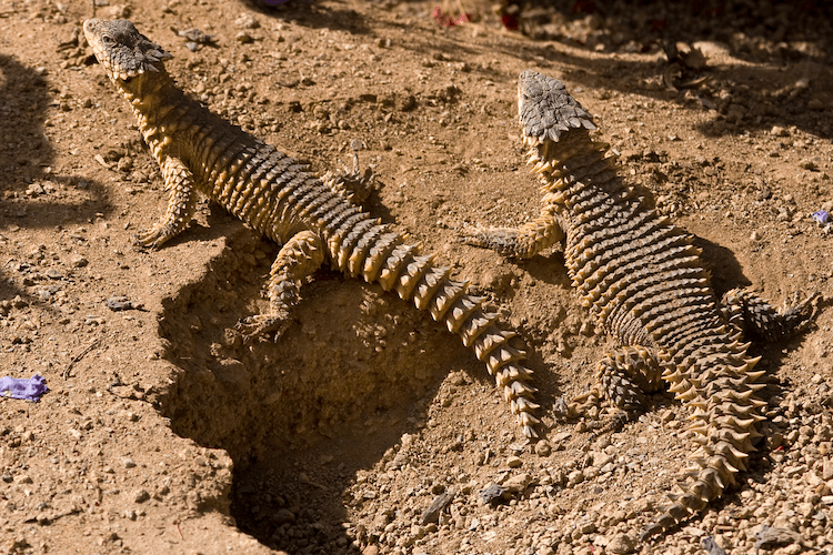 Comprehensive Armadillo Lizard Care Guide: Facts, Price, Lifespan & More