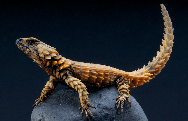 Comprehensive Armadillo Lizard Care Guide: Facts, Price, Lifespan & More