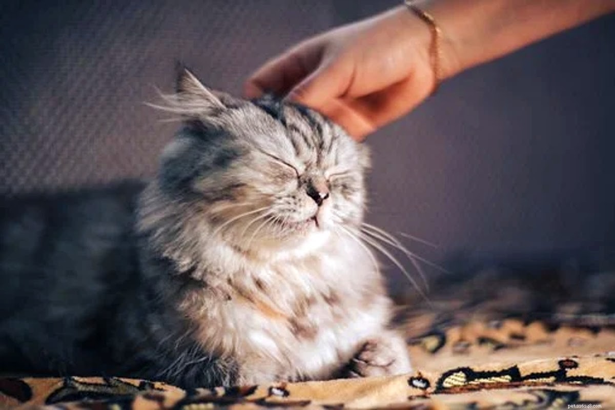 Seeking a New Year’s Resolution That Benefits Both You and Your Pet