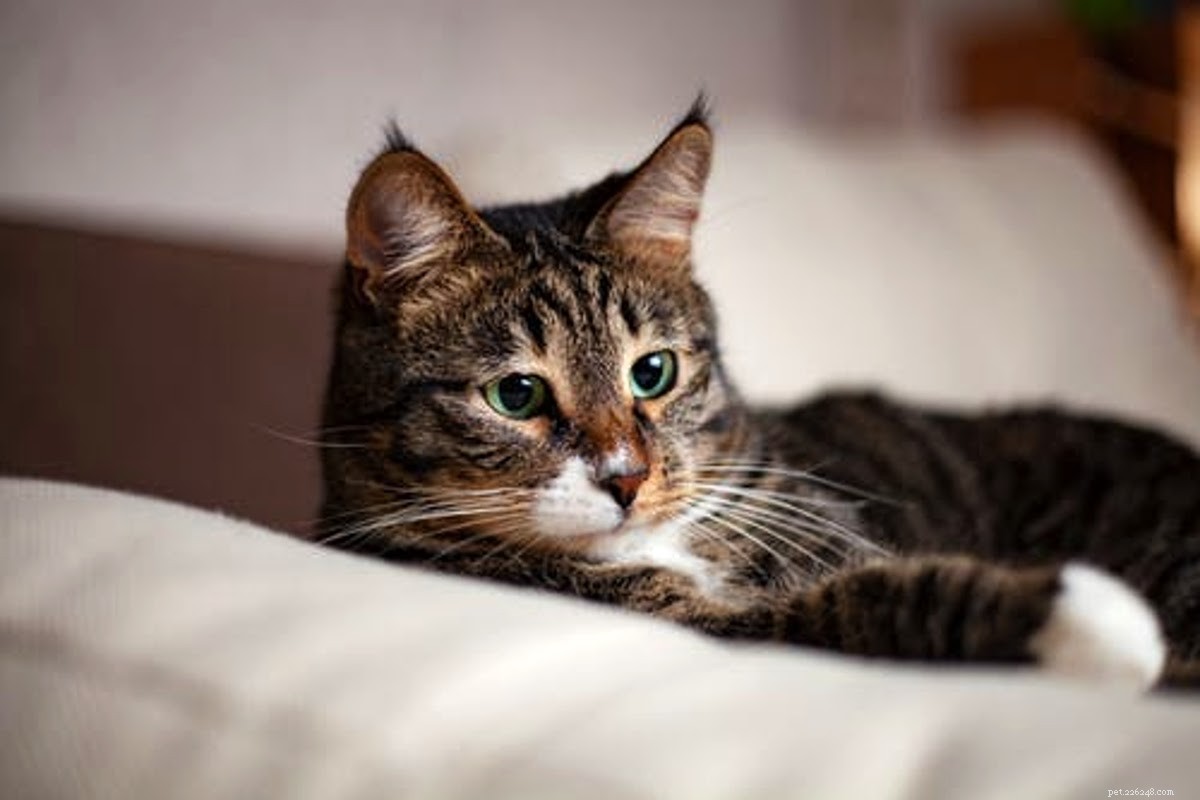 Seeking a New Year’s Resolution That Benefits Both You and Your Pet