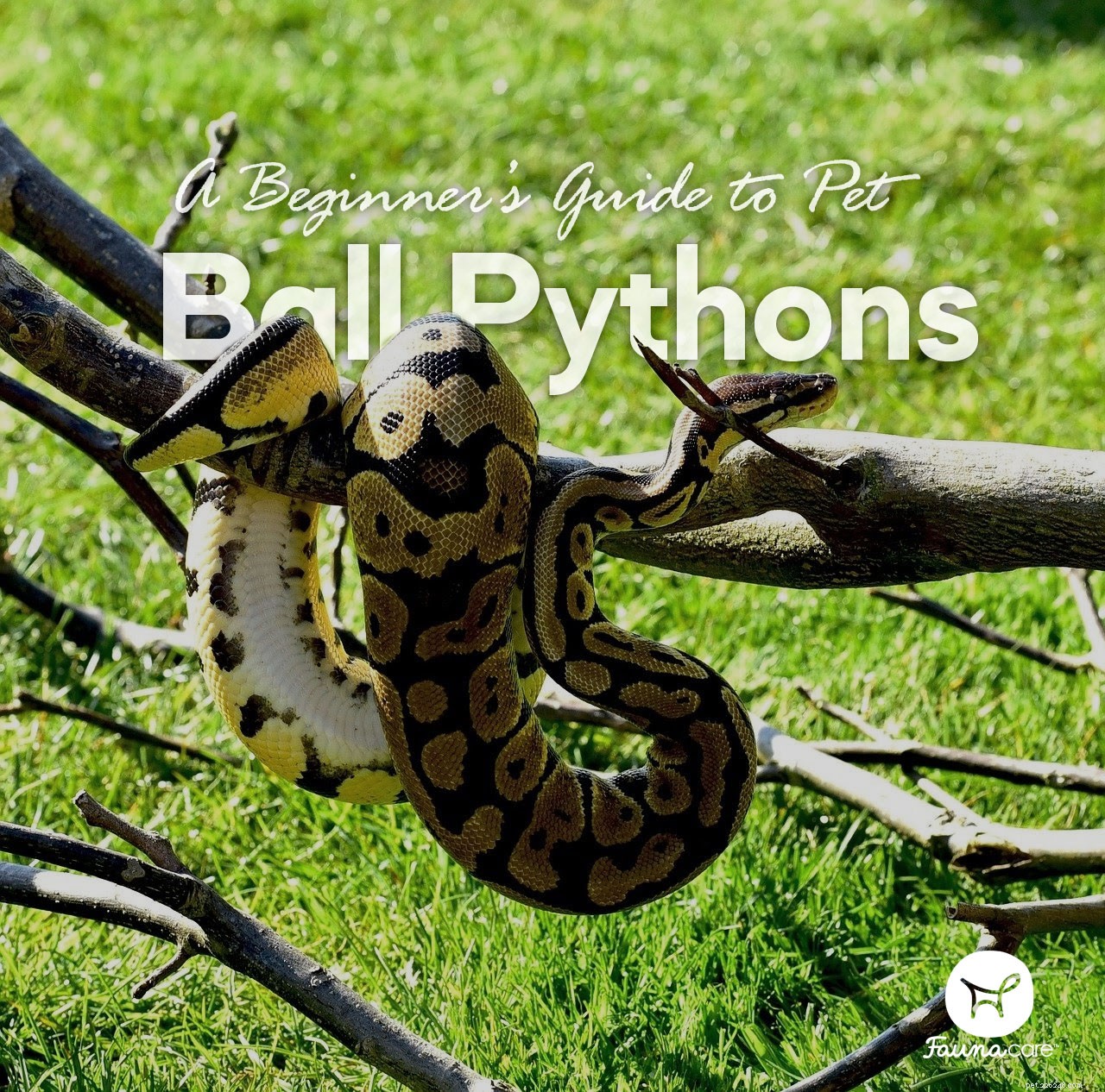 Complete Beginner s Guide to Caring for Ball Pythons