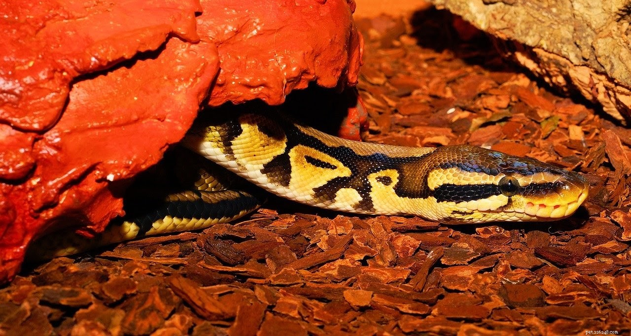 Complete Beginner s Guide to Caring for Ball Pythons