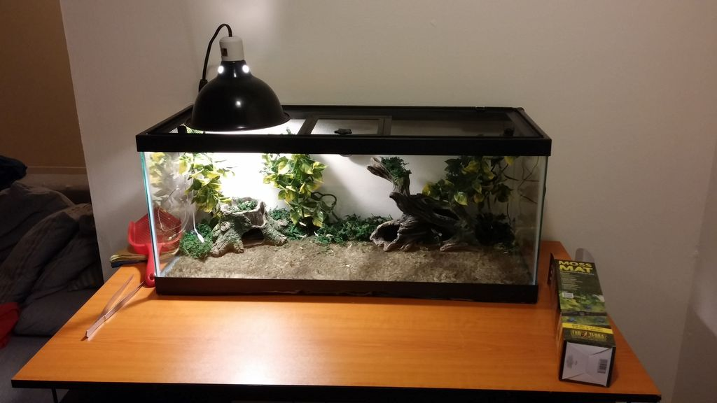 Complete Beginner s Guide to Caring for Ball Pythons