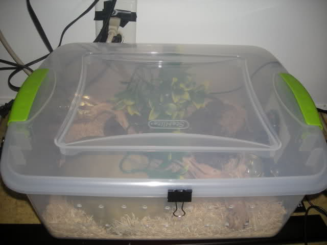 Complete Beginner s Guide to Caring for Ball Pythons
