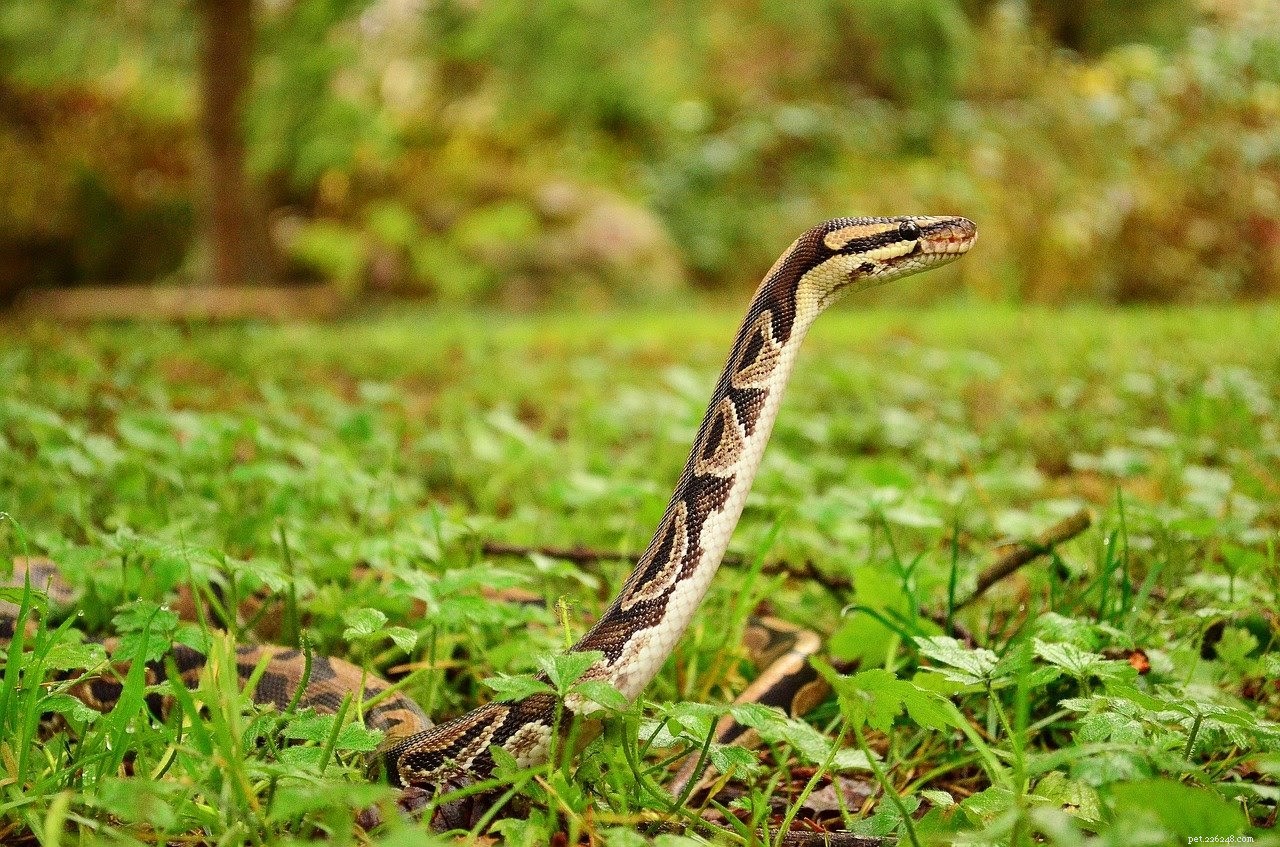 Complete Beginner s Guide to Caring for Ball Pythons