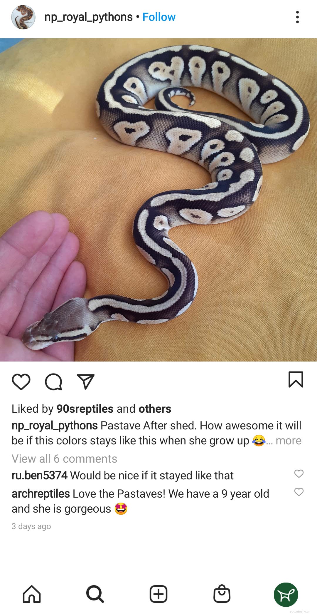 Complete Beginner s Guide to Caring for Ball Pythons