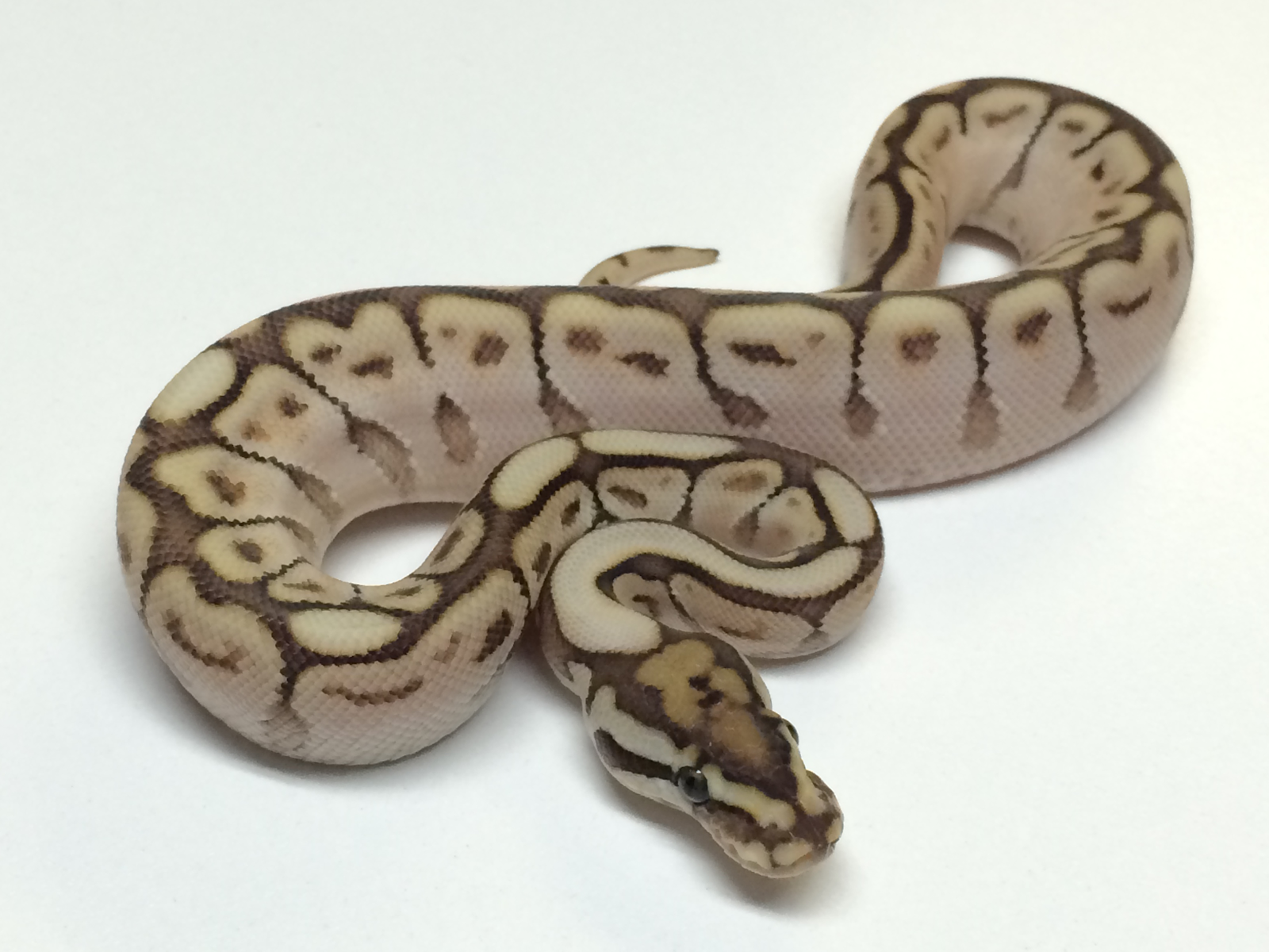 Complete Beginner s Guide to Caring for Ball Pythons