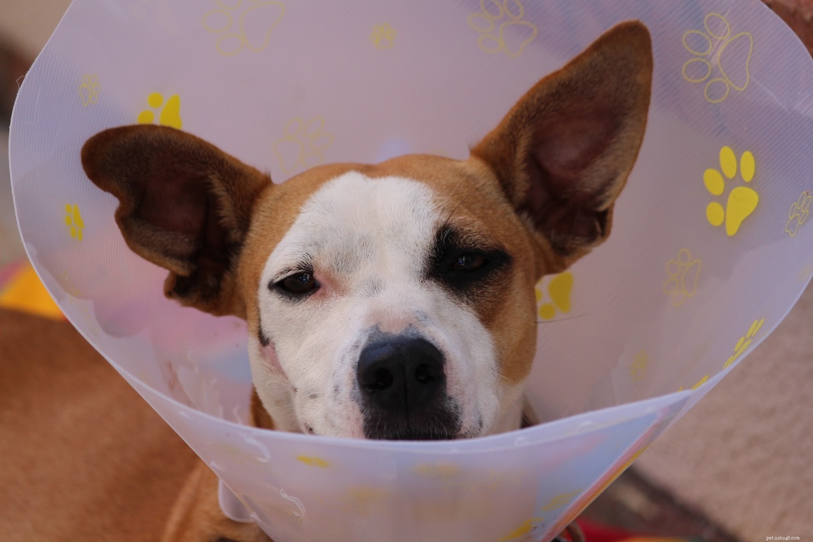 Fauna vs. Vetericyn: Which Pet Wound Care Brand Delivers Faster Healing?