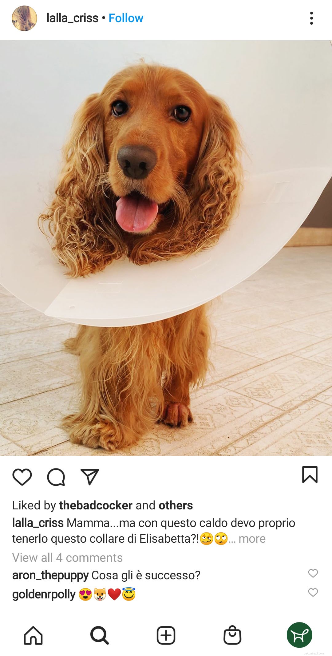 Fauna vs. Vetericyn: Which Pet Wound Care Brand Delivers Faster Healing?