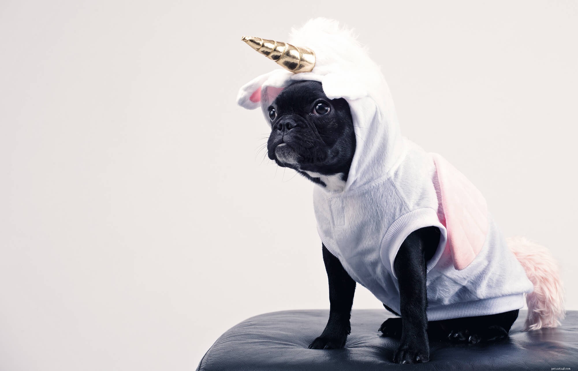 Top 9 Trusted Veterinarians in Brooklyn for Your Pet s Health