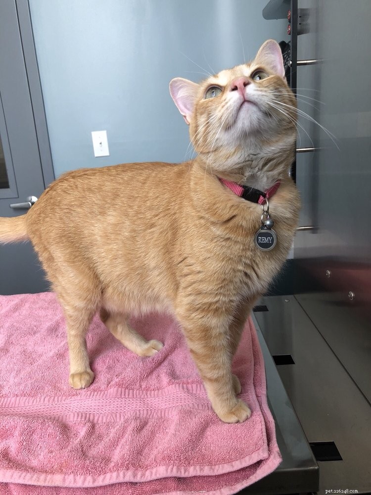 Top 9 Trusted Veterinarians in Brooklyn for Your Pet s Health