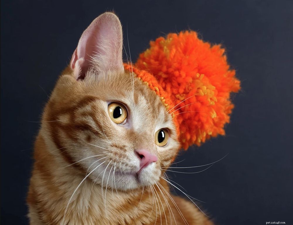 Top 9 Trusted Veterinarians in Brooklyn for Your Pet s Health