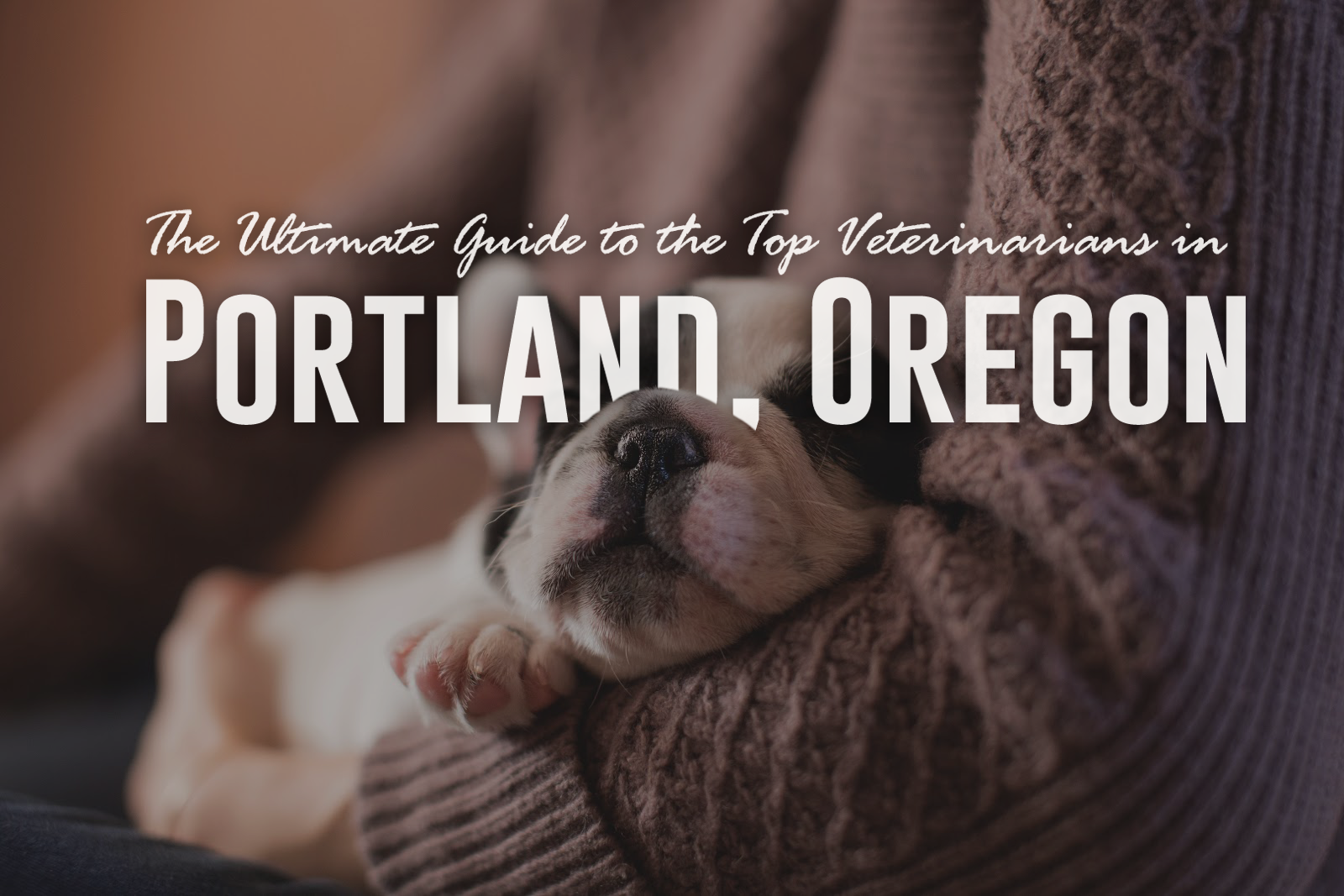 Your Comprehensive Guide to Portland’s Premier Veterinarians