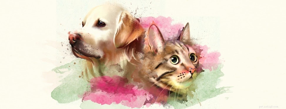 Your Comprehensive Guide to Portland’s Premier Veterinarians