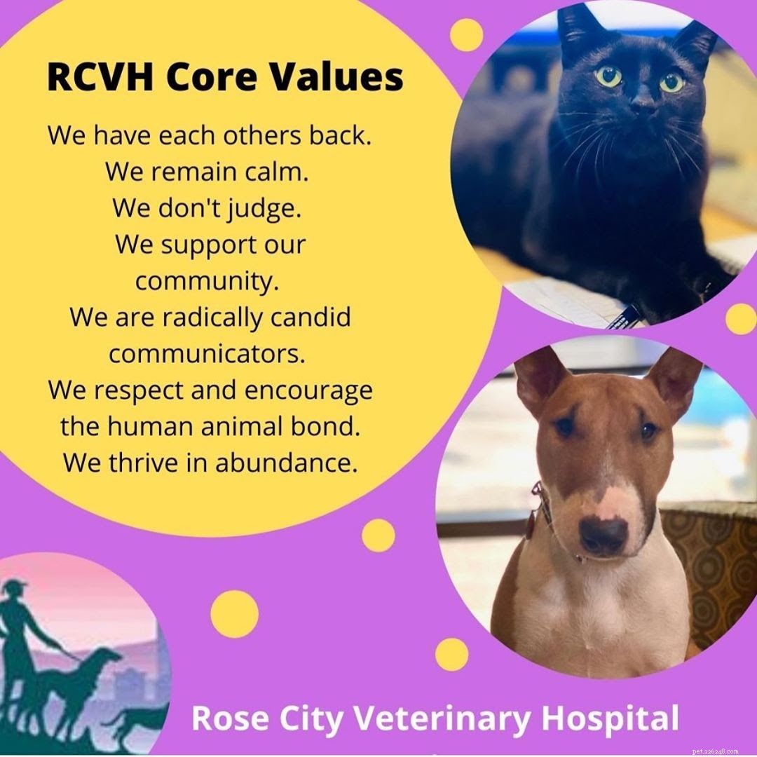 Your Comprehensive Guide to Portland’s Premier Veterinarians