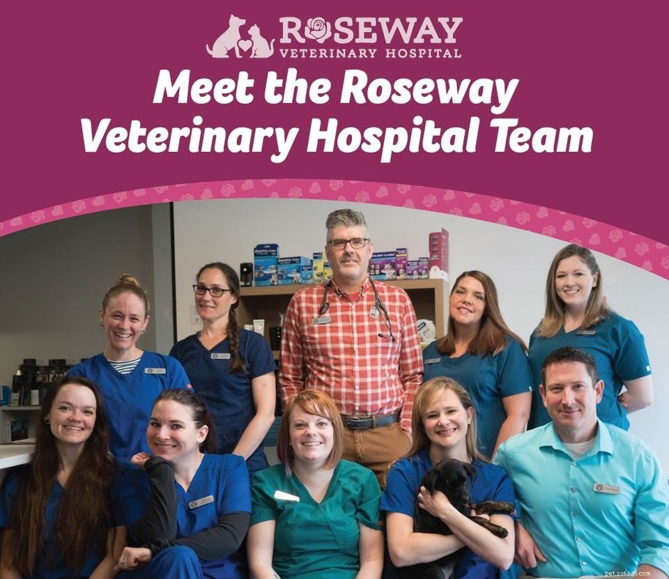 Your Comprehensive Guide to Portland’s Premier Veterinarians