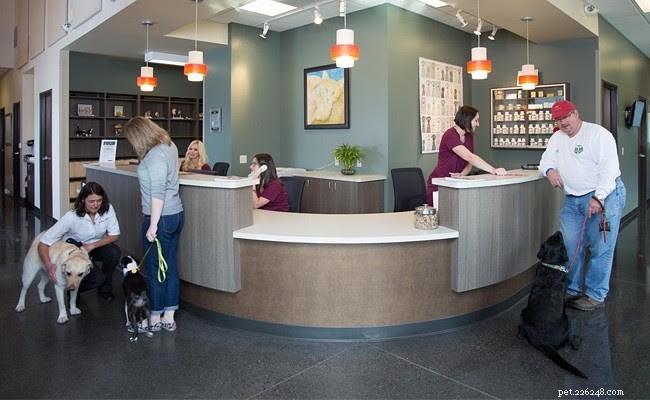 Your Comprehensive Guide to Portland’s Premier Veterinarians