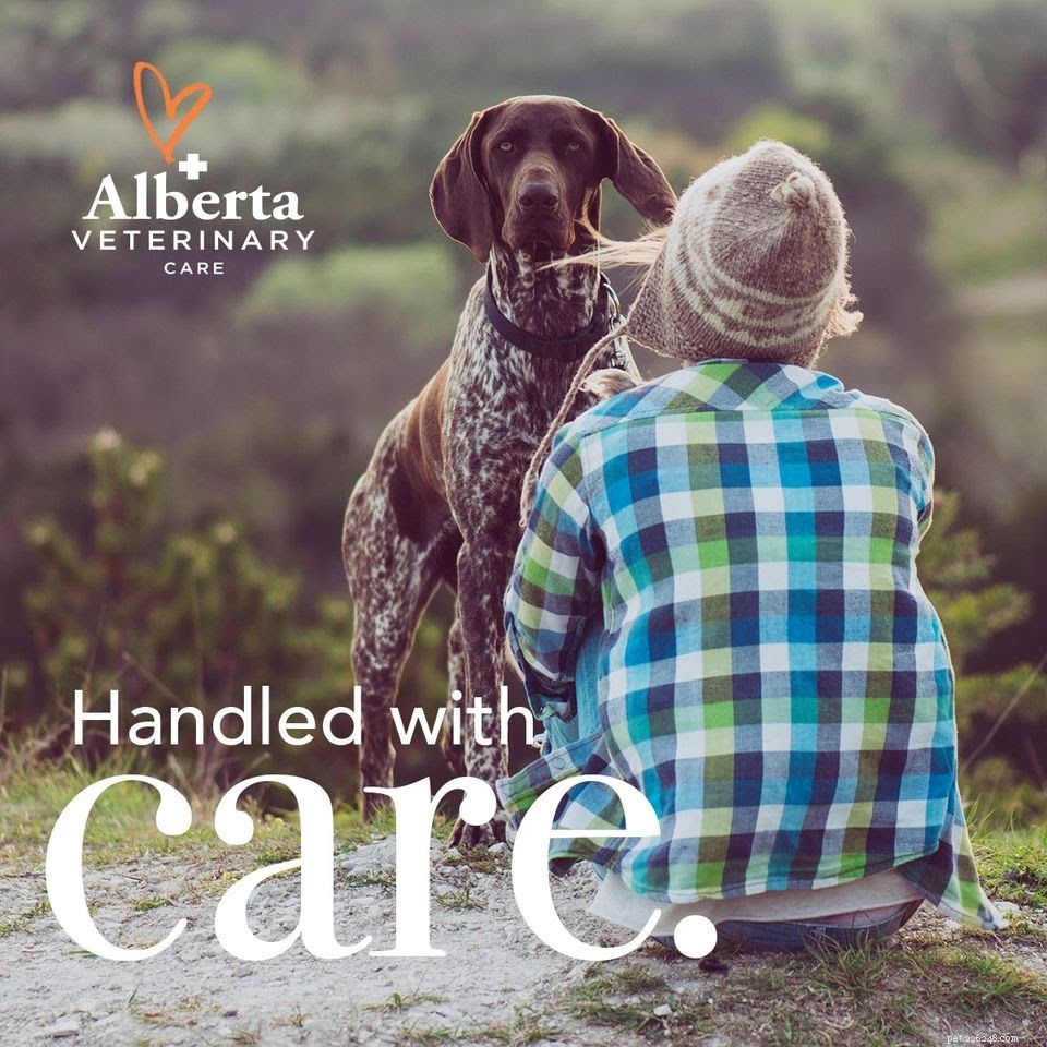 Your Comprehensive Guide to Portland’s Premier Veterinarians