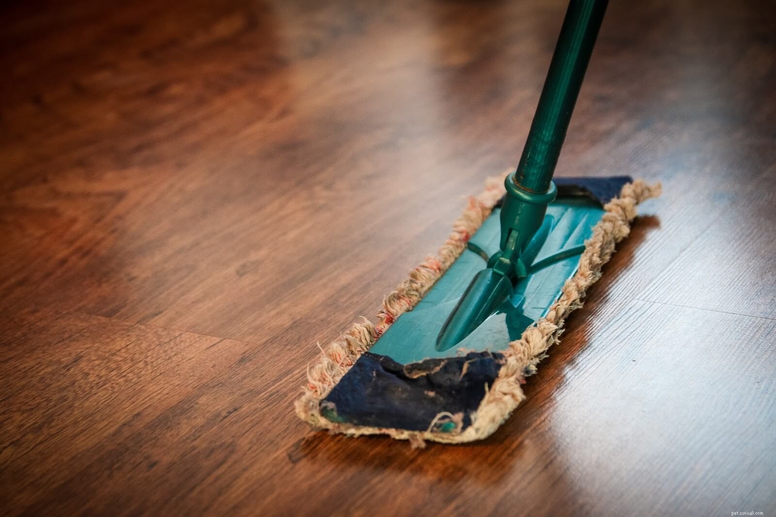 How to Keep Your Pets Safe While Using Household Cleaning Products