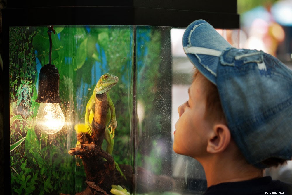 Must-Have Supplies for a Healthy Pet Reptile