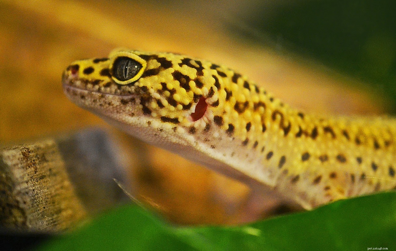 Must-Have Supplies for a Healthy Pet Reptile