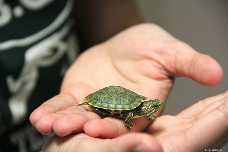 Must-Have Supplies for a Healthy Pet Reptile
