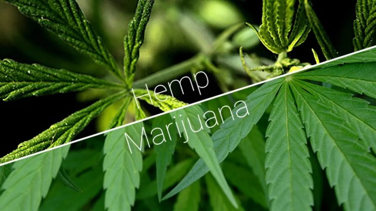 Can CBD Relieve Pet Anxiety? Expert Insights and Practical Tips