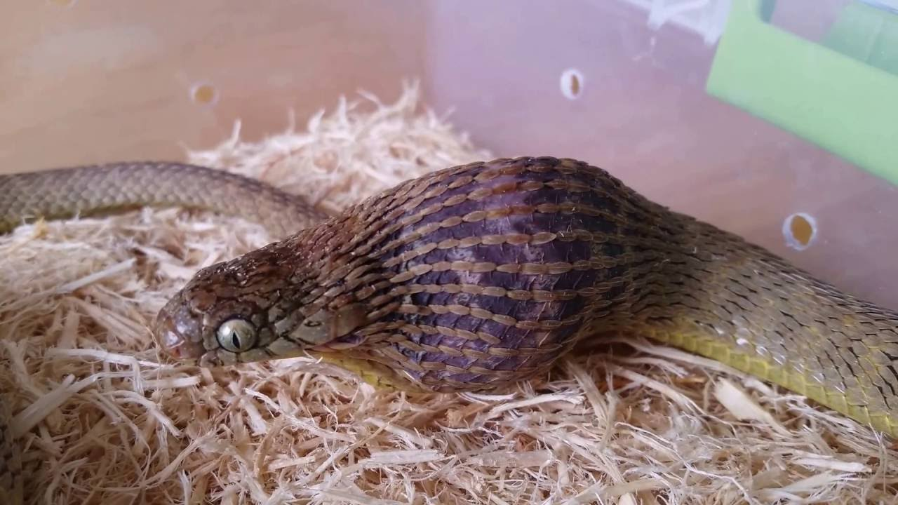 Meet Your Snake s Nutritional Needs: Expert Feeding Guide