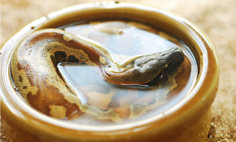 Meet Your Snake s Nutritional Needs: Expert Feeding Guide