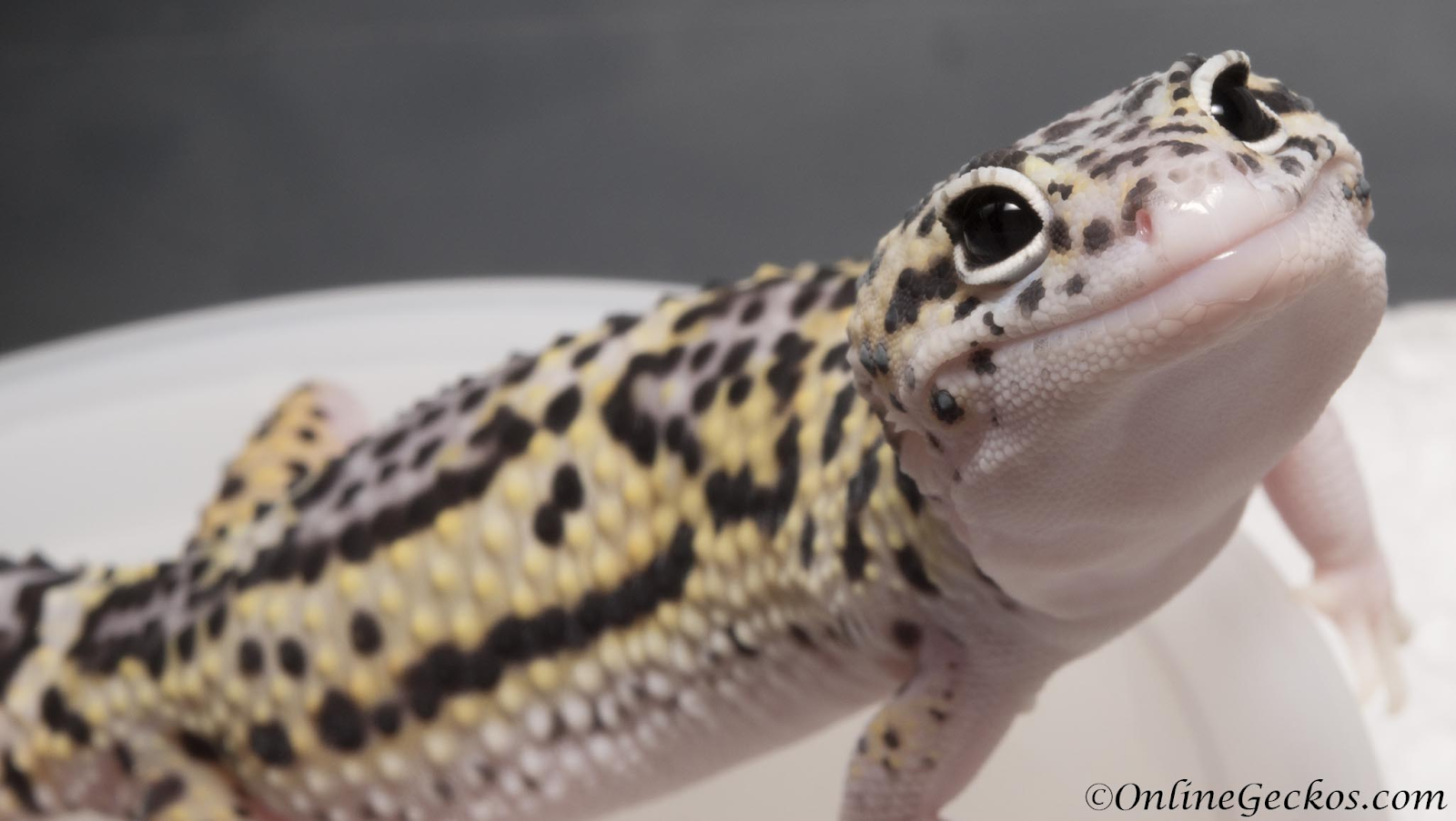 The 6 Essential Questions Every First‑Time Reptile Owner Should Ask