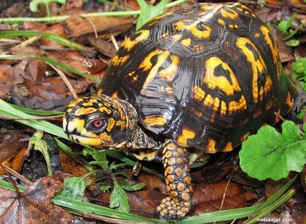 The 6 Essential Questions Every First‑Time Reptile Owner Should Ask