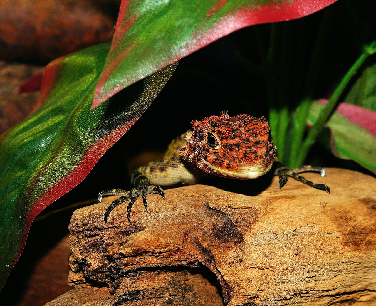 The 6 Essential Questions Every First‑Time Reptile Owner Should Ask