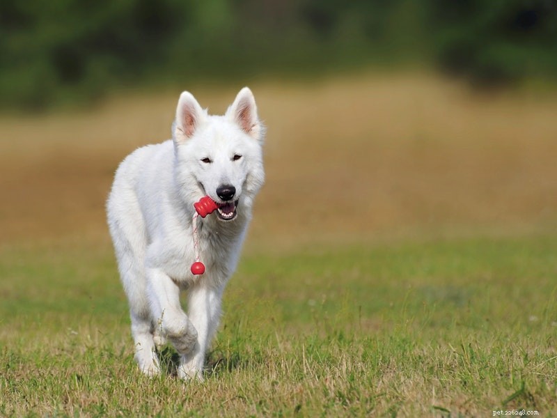 Build a Comprehensive Pet First‑Aid Kit for Quick, Reliable Injury Care